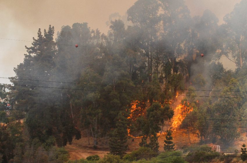 Conaf acusó falta de mantención en el tendido eléctrico como posible causa de incendios forestales